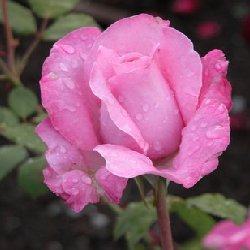 SWEET SURRENDER - B173