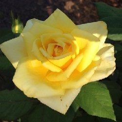 sun bright SUN BRIGHT - B187