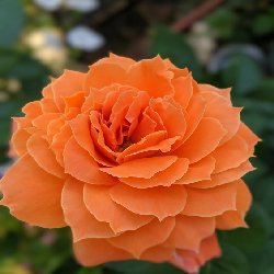 sunsong SUN SONG - B184