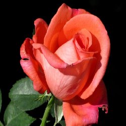 super star SUPER STAR - B182