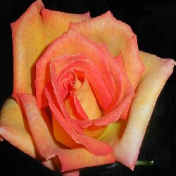 supper sun SUPER SUN - B181