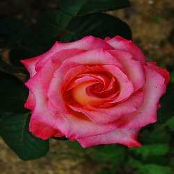 sweet heart SWEETHEART - B175