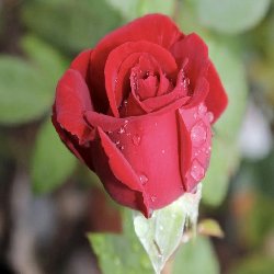 SHOPHIA LOREN - B207