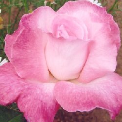 SOMASILA / SPICE TRAIL - B205