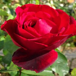SCARLET NIGHT SCARLET KNIGHT - B231