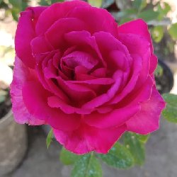 SCENTED NIGHT - B230