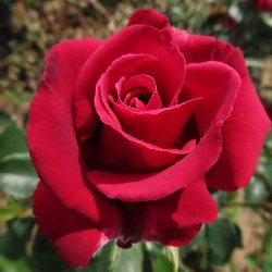SHRESBERRY SHOW - B219