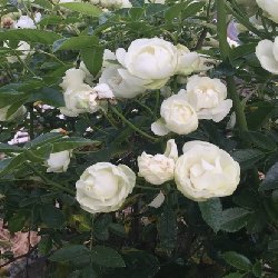 SNW OLD SNOW WHITE (OLD) - B209