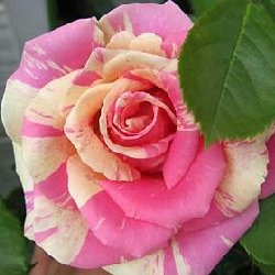 SHOBHA - B220