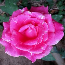 SAHASHRADHARA - B241