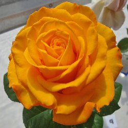 SARISA / SONRISA - B235