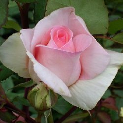 SUMMER LADY - B244
