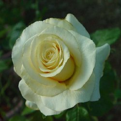 SALLY-KANE -B239